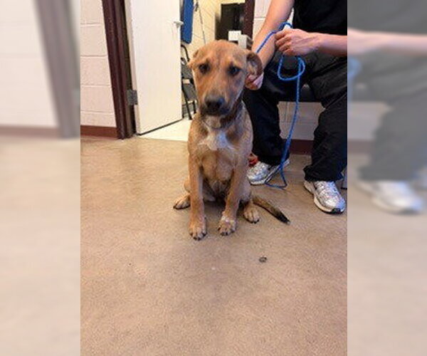 Medium Photo #2 German Shepherd Dog-Unknown Mix Puppy For Sale in Canton, CT, USA