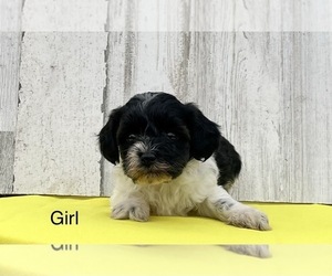 Schnoodle (Miniature) Puppy for sale in EL CAMPO, TX, USA