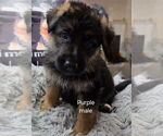 Puppy Puppy 1 German Shepherd Dog