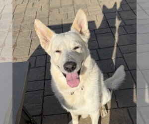 Mark - Male German Shepherd Dog-Unknown Mix Dog for Adoption - Photo #5