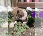 Small #1 Boston Terrier