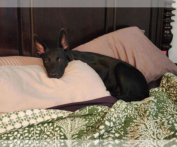 Medium Photo #7 Mutt Puppy For Sale in Stevens Point, WI, USA