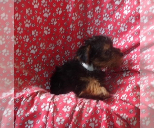 Medium Photo #5 Yorkshire Terrier Puppy For Sale in PATERSON, NJ, USA