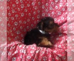 Small #4 Yorkshire Terrier