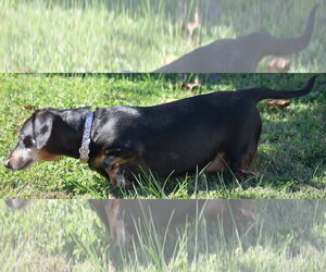 Dixie in TN (looking for a forever foster) - Female Dachshund Dog for Adoption - Photo #4