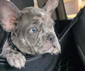 Medium French Bulldog