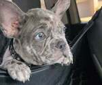 Puppy Merlin French Bulldog