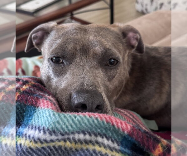 Medium Photo #2 Mutt Puppy For Sale in Fargo, ND, USA