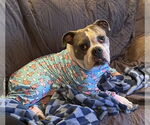 Small #1 Bulldog