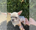 Small Photo #8 French Bulldog Puppy For Sale in VALLEJO, CA, USA
