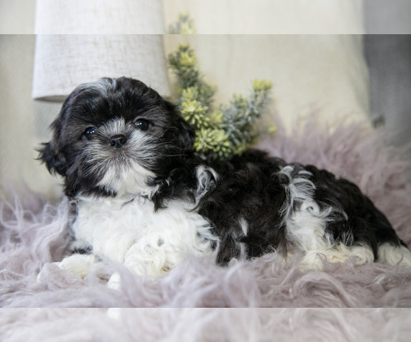Medium Photo #3 Shih Tzu Puppy For Sale in MIDDLEBURY, IN, USA
