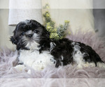 Small #2 Shih Tzu