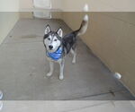 Small #1 Huskies  Mix