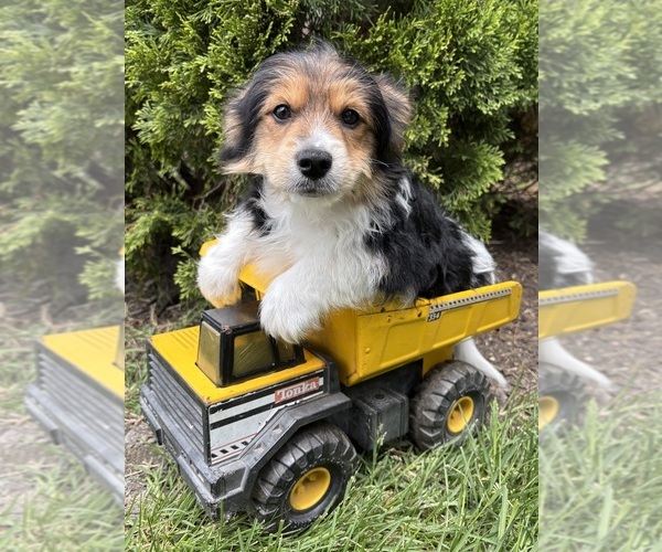 Medium Photo #5 Yoranian Puppy For Sale in MIDDLEBURY, IN, USA