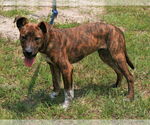 Small #2 Labrador Retriever-Plott Hound Mix
