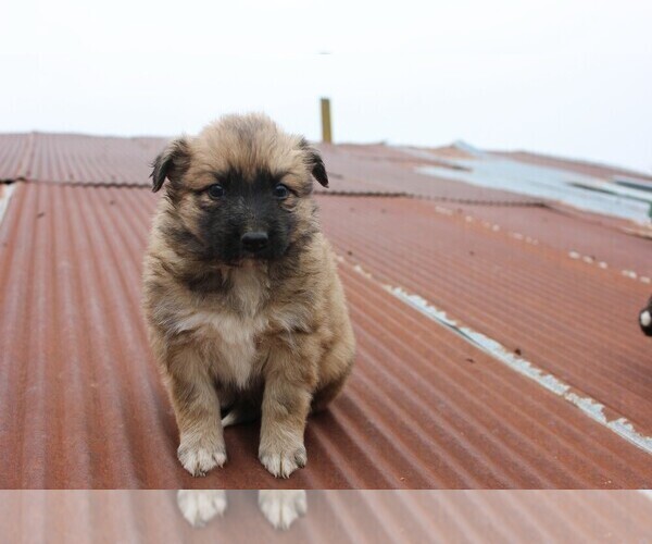 Medium Photo #2 Shollie Puppy For Sale in PENNVILLE, IN, USA