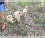 Small Photo #8 Golden Retriever Puppy For Sale in PLANT CITY, FL, USA