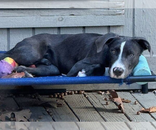 Medium Photo #4 Labrador Retriever-Unknown Mix Puppy For Sale in Alexander, AR, USA