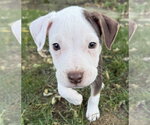 Diesel - Male Mutt Dog for Adoption - Small photo