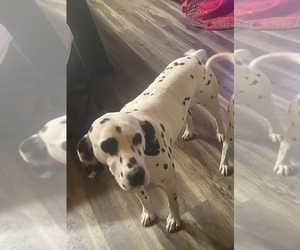 Father of the Dalmatian puppies born on 12/02/2022