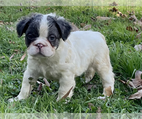 Medium Photo #1 French Bulldog Puppy For Sale in SAND SPRINGS, OK, USA