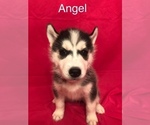 Small Photo #4 Siberian Husky Puppy For Sale in SAYLORSBURG, PA, USA