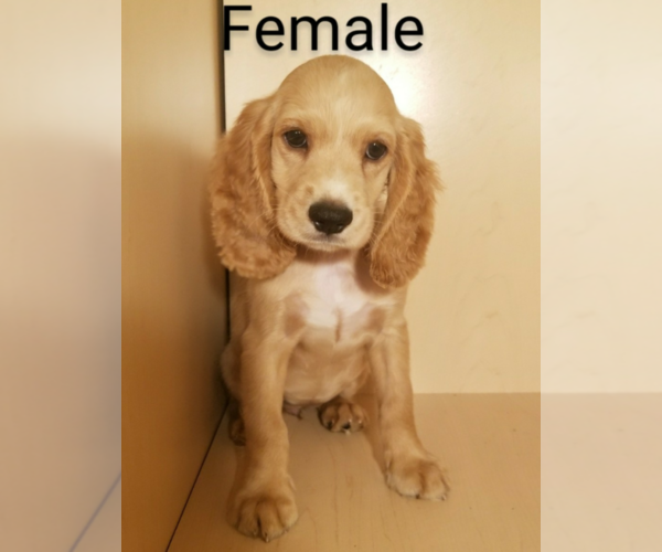 Medium Photo #9 Cocker Spaniel Puppy For Sale in SAN DIEGO, CA, USA