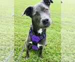 Small #2 Blue Lacy Mix