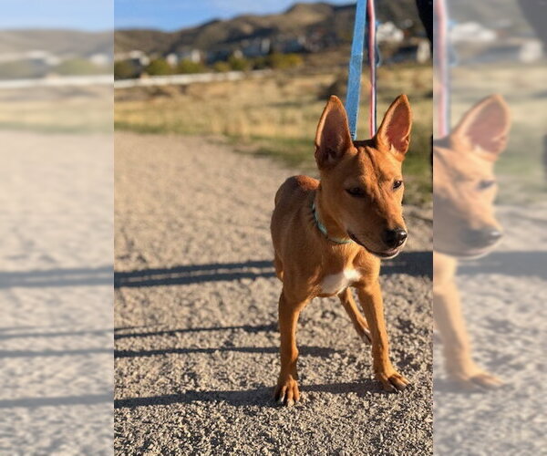 Medium Photo #5 Chihuahua Puppy For Sale in Sandy, UT, USA