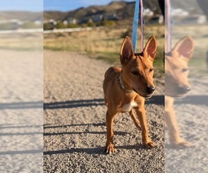 Miela - Female Chihuahua Dog for Adoption - Photo #5