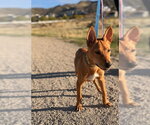 Small Photo #5 Chihuahua Puppy For Sale in Sandy, UT, USA