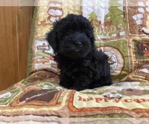 Poovanese Puppy for sale in SHILOH, OH, USA