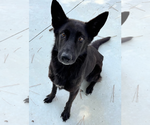 Small #1 German Shepherd Dog Mix