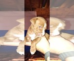 Puppy Puppy 6 American Staffordshire Terrier