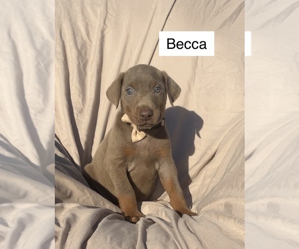 Medium Photo #1 Doberman Pinscher Puppy For Sale in POMEROY, OH, USA