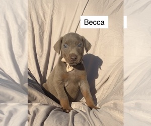 Doberman Pinscher Puppy for sale in POMEROY, OH, USA