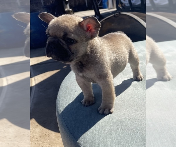 Medium Photo #6 French Bulldog Puppy For Sale in DENTON, TX, USA