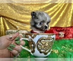 Pomeranian Puppy for sale in HAYWARD, CA, USA