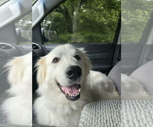 Golden Pyrenees Dogs for adoption in Columbus, IN, USA