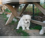Small Photo #19 Coton de Tulear Puppy For Sale in COLUMBIA, MO, USA