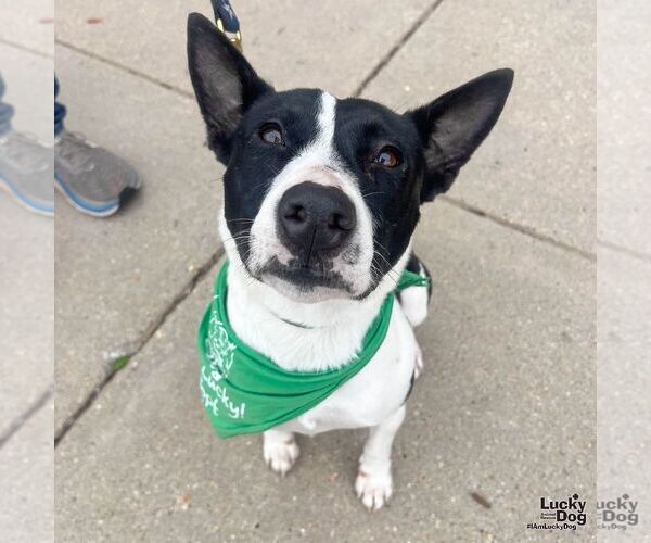 Medium Photo #5 Mutt Puppy For Sale in Washington, DC, USA