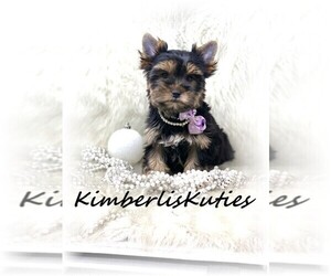 Yorkshire Terrier Puppy for Sale in LIPAN, Texas USA