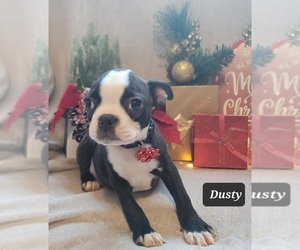 Boston Terrier Puppy for sale in POMEROY, OH, USA