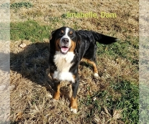Mother of the Bernese Mountain Dog puppies born on 10/12/2022