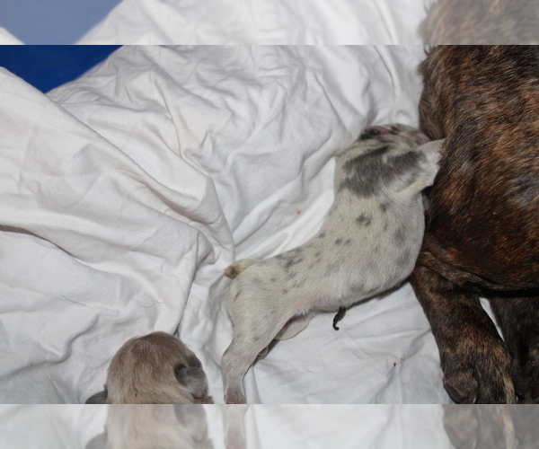 Medium Photo #8 French Bulldog Puppy For Sale in SPRING, TX, USA