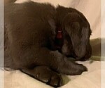 Small Photo #13 Labrador Retriever Puppy For Sale in PUEBLO, CO, USA