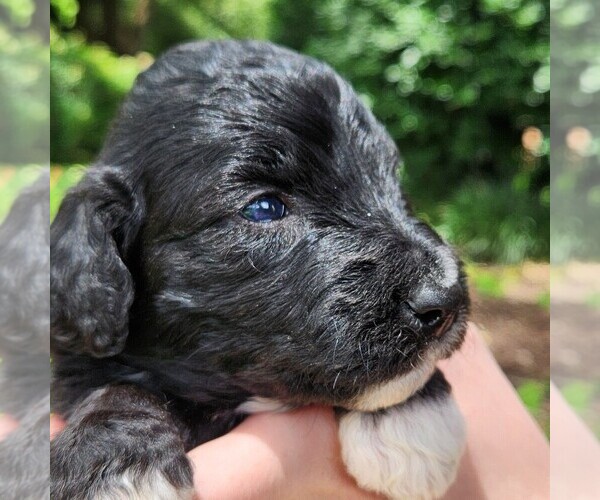 Medium Photo #2 F2 Aussiedoodle Puppy For Sale in COLUMBIA, TN, USA