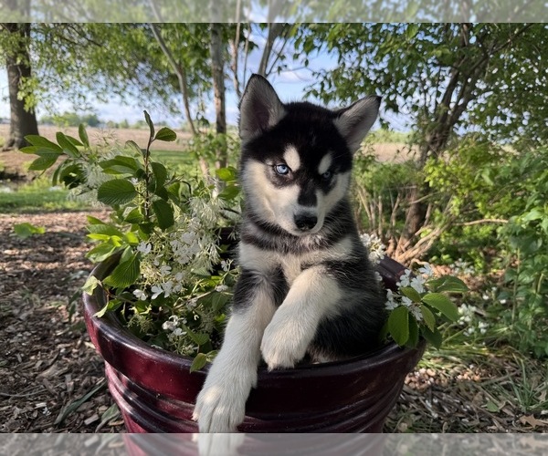 Medium Photo #28 Siberian Husky Puppy For Sale in ALTON, IL, USA