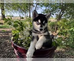 Small Photo #28 Siberian Husky Puppy For Sale in ALTON, IL, USA