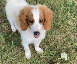 Goldendoodle (Miniature) Puppy for sale in ARDMORE, TN, USA